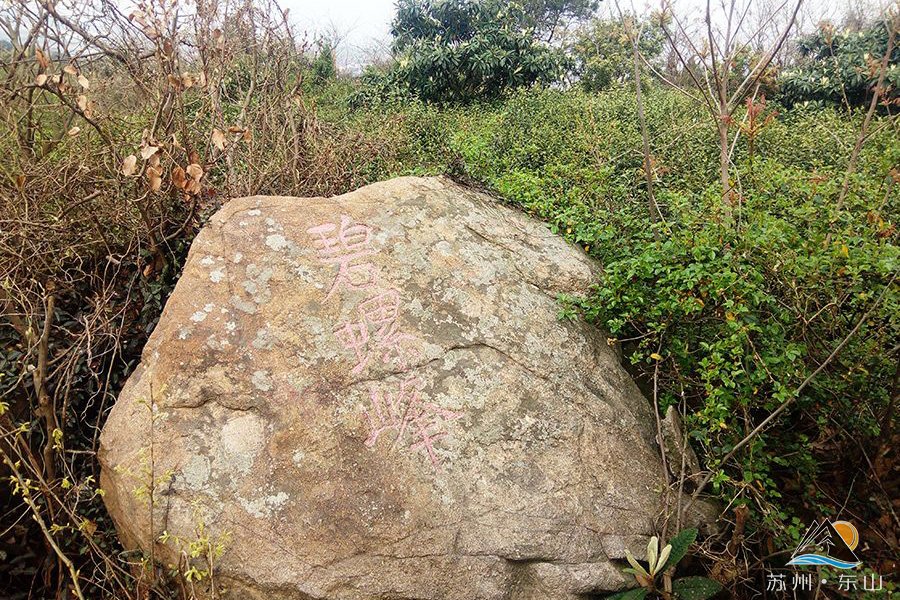 每天五更,东山杨湾碧螺峰下到处是头戴"矿灯"的茶