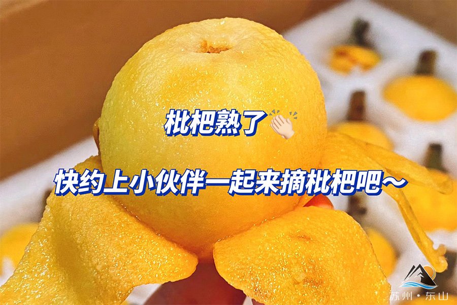 苏州东山白玉枇杷多少钱一斤？价格出